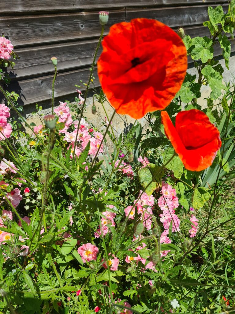 Les fleurs du jardin Gourmandière aux Bruyères